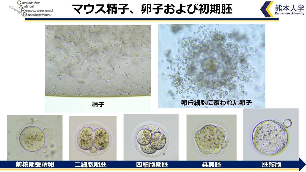 マウス精子と卵子と初期胚.jpg