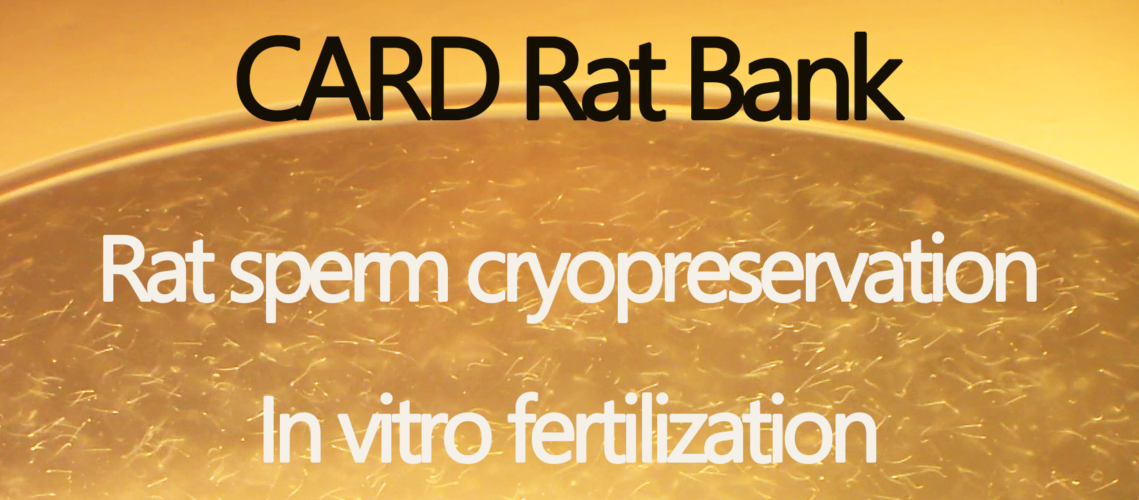 Rat sperm cryopreservation.jpg